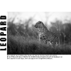 Leopard Schwarz Weiß
