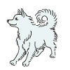 Spitz