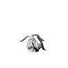 Les chèvres appellent - je vais