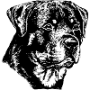 Rottweiler Dog