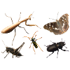 Insects