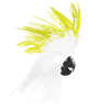 Cacatoès