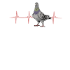 Pigeon heartbeat design
