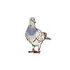 Pigeon Shirt