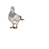 Funny pigeon shirt