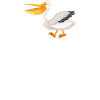Pelican Pelicans Birds Waterfowl