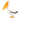 Pelican Pelicans Birds Waterfowl