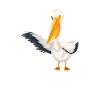 Pelican Pelicans Birds Waterfowl