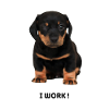 chien
