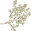 Olive tree