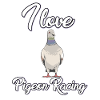I love pigeon racing