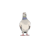 Lovers of pigeon sports