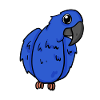 Hyacinth Macaw Parrot Bird