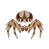 Dicton Jumping Spider