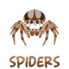 Dicton Jumping Spider