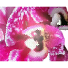 divided flower