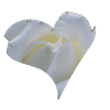 White Rose Heart