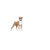 Boxer Mom
