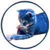 Playing kittens