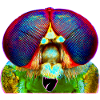 Nightmare on compound eye street