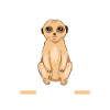 Erdmännchen