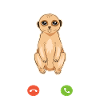 Erdmännchen