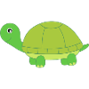 Turtle Turtles Tortue