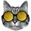 Cat sunshine sunglasses