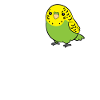 Budgerigar Oiseau Amour Budgerigar