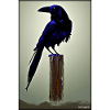 Mystical Night Blue Raven Bird