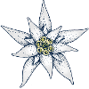 Edelweiss Alpine flower