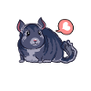 Funny Emotional Breakdown Chinchilla