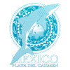 Playa del Carmen Whale Shark