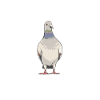 Pigeon Breeding Gift