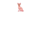 Sphynx Cat 1