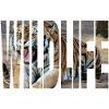 Tiger Wildlife