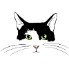 chat noir et blanc