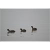 Enten im Nebel