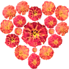 Heart ByRino