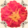ByRino Marigolds