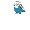Perruche Oiseau Amour Perruche Mignonne