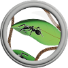 Une fourmis sous la loupe
