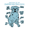 Anatomie d’un bouledogue américain