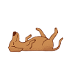 Anatomy of a Vizsla