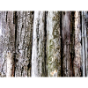 Woody bark: vertical textures