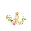 Labrador Papa