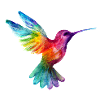 Rainbow Hummingbird