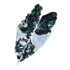 Variagata