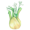 fennel