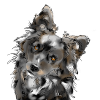 Australian Shepherd